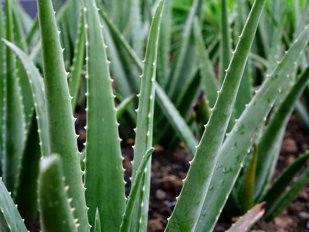 benefits of aloevera